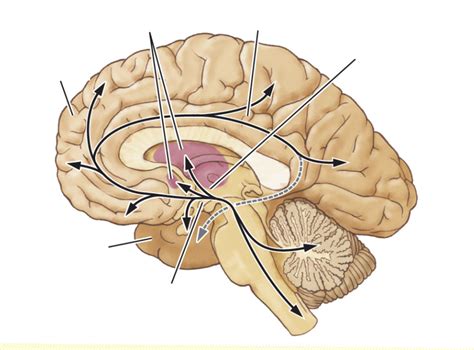 Brain Function Diagram 的图像结果