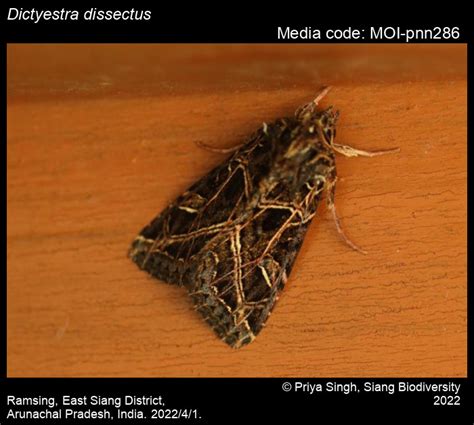 Noctuidae | Moths