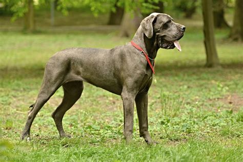 Great Dane Price: How Much Do They Cost in 2026? Facts & FAQ – Dogster