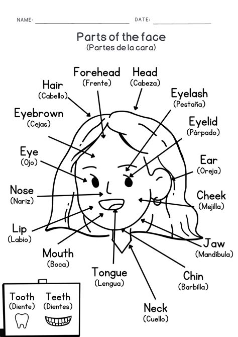 Todas las partes del cuerpo en inglés y español