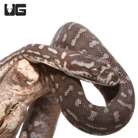 Image result for Carpet Python Baby