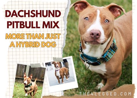 Dachshund Pitbull Mix - More Than Just A Hybrid Dog