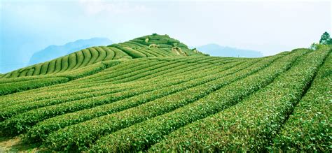 Story of Biodynamic & Fairtrade Ethical Tea Farming – Makaibari Tea