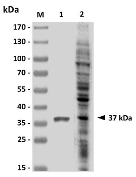 Pleurocidin Peptide Enhances Grouper Anti-Vibrio harveyi Immunity ...