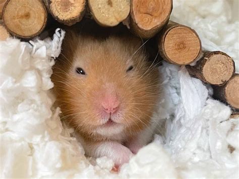 Fancy Bear Hamster vs. Syrian Hamster: Is There a Difference? - A-Z Animals