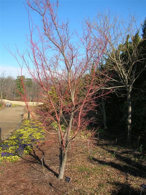 Acer palmatum 'Sango-Kaku' - Japanese maple | Lewis Ginter Botanical ...