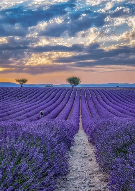 Provence lavender fields a photographer s guide to valensole france ...