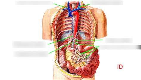 Image result for Small Intestine Lymph Nodes