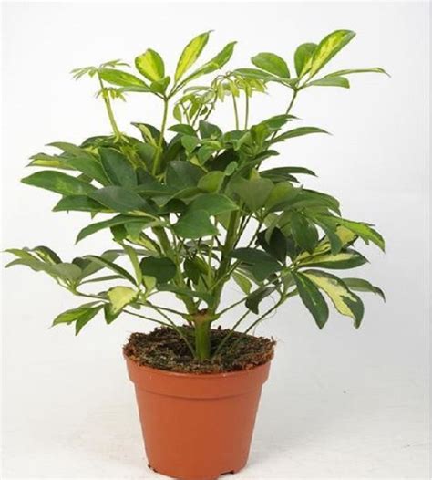 Schefflera Verigated - Medium | TheGreenyard.in