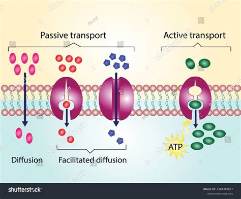 Channel Mediated Facilitated Diffusion