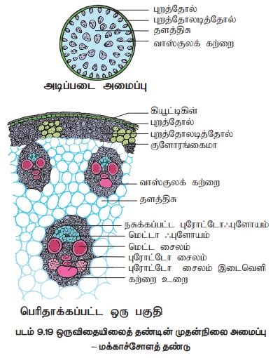 ஒருவிதையிலைத் தண்டின் முதன்நிலை அமைப்பு - மக்காச்சோளத் தண்டு | Anatomy ...