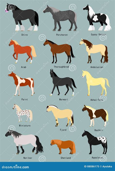 Horse Breeds Infographic Presentation Flat Poster Vector Illustration ...