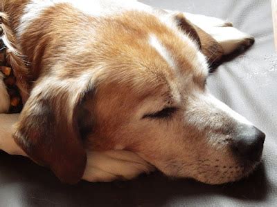 Parvovirus in Dogs | Causes,Symptoms & Treatment | 𝗠𝘆𝗹𝗶𝗹𝗽𝗮𝘄
