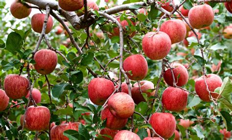 Image result for Identifying Apple Tree Types