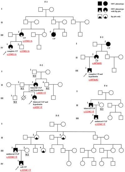 IJMS | Special Issue : Molecular Mechanisms of Craniofacial Birth Defects