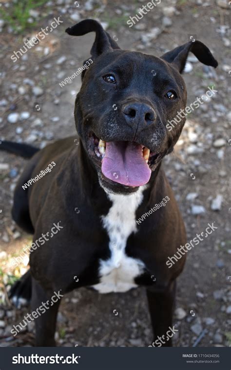 Boxer and Lab Mix 的图像结果