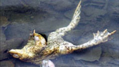 Exploding Frogs 的图像结果