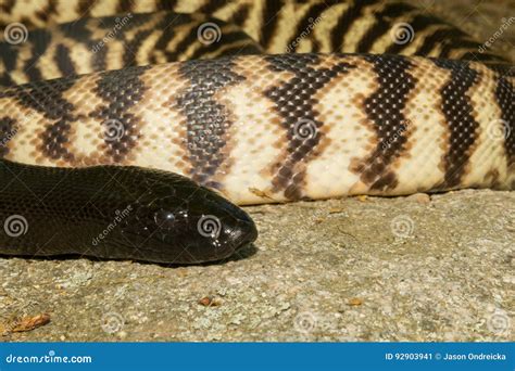Black-headed Python stock image. Image of ecology, beautiful - 92903941