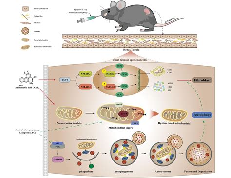 Autoadrogynephilia 的图像结果