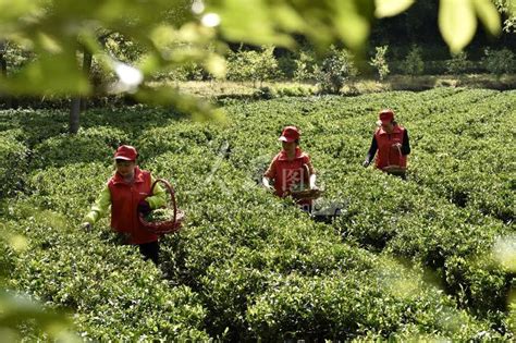 湖北通城：抱团种茶闯富路-人民图片网