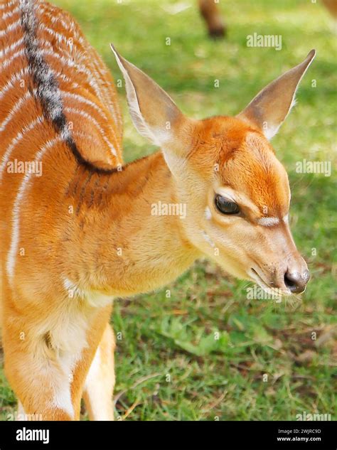 The lowland nyala or simply nyala is a spiral-horned antelope native to ...