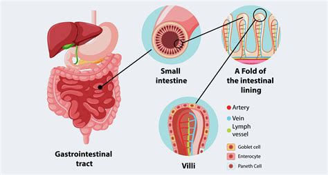 Understanding Our Digestive System | Origins Nutra