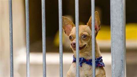 Image result for Exploding Chihuahua