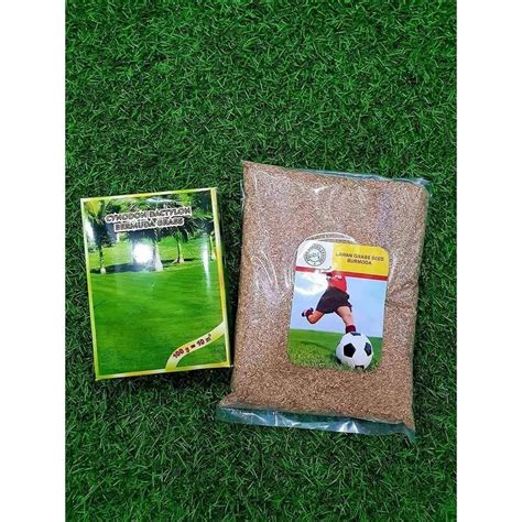 Hybrid Bermuda Grass Seed 50 gm - 500square feet) Grass Seeds For Lawn ...