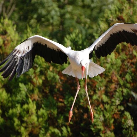 ZOO D'UPIE LE JARDIN AUX OISEAUX (2025) All You Need to Know BEFORE You ...