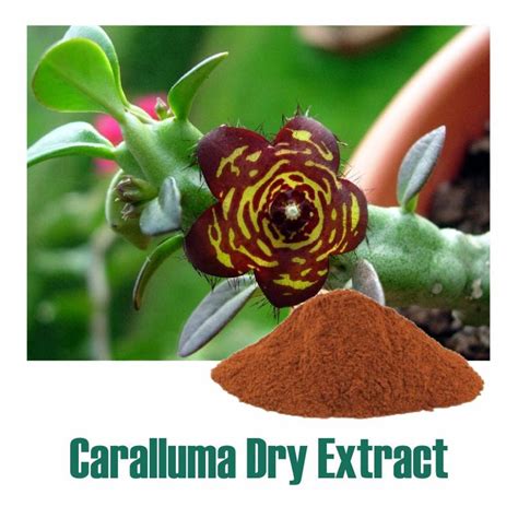 Caralluma (Caralluma Fimbriata) Dry Extract - 30% Pregnane Glycosides ...