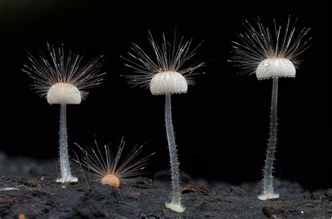世界十大毒性最强真菌（蘑菇），虽然美丽却能致命！_绿植_常识_原创图文精选_Sbike