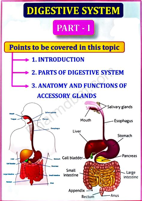 HAP II Unit 2: Digestive System Overview and Functions - Studocu