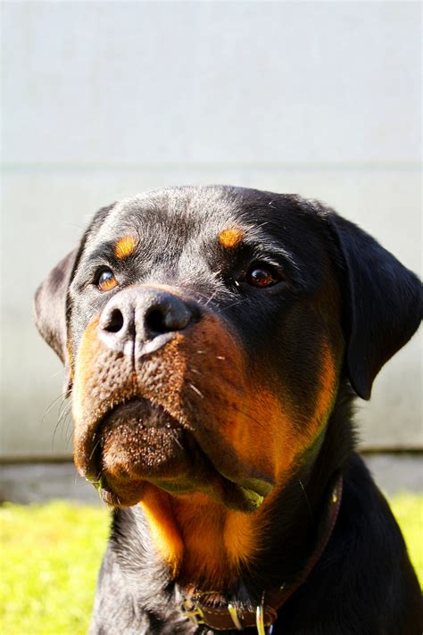 Learn All About The Lovely Long Haired Rottweiler