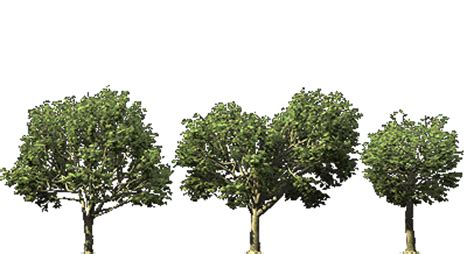 Misket limonu (Citrus aurantifolia Lime) - agaclar.net