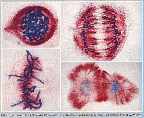 Image result for Cell Reproduction Process