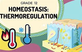 Image result for thermostasis