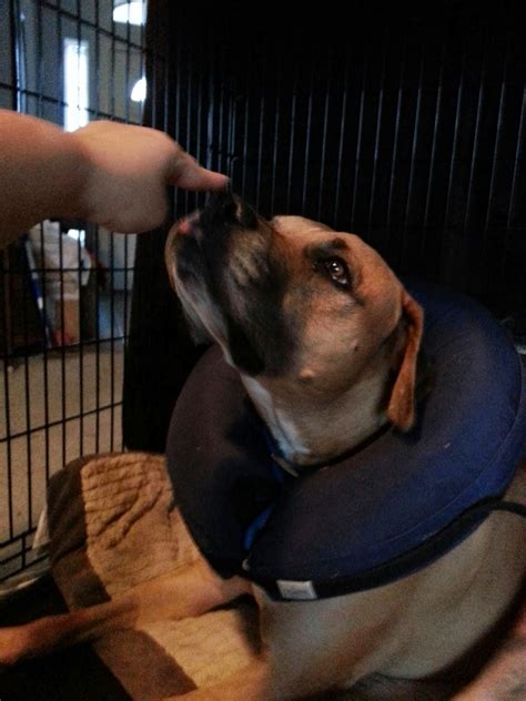 Image result for Target Training for Dogs