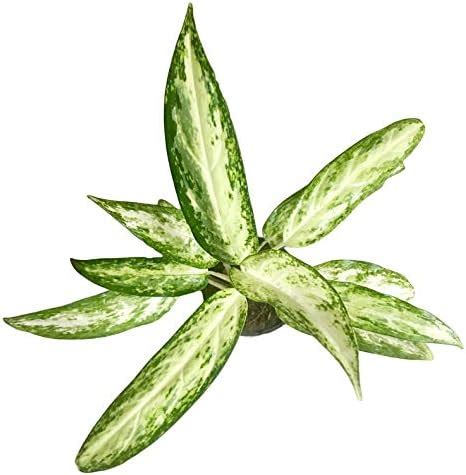 The Four Seasons Aglaonema Red Valentine Natural Live Plant in Pot ...