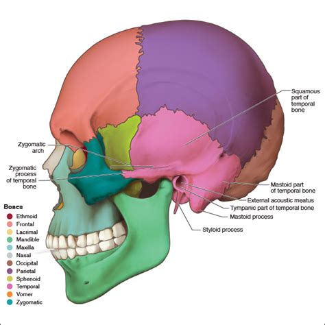 Image result for Styloid Process of Temporal Bone Inferior View