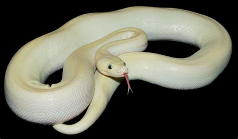 Ivory Burmese Python 的图像结果