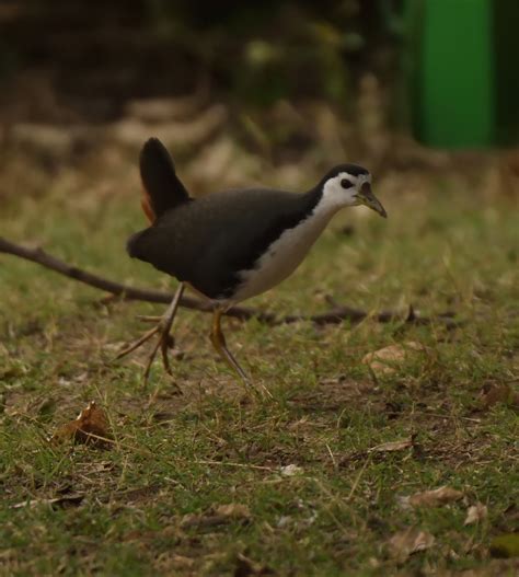 White-Breasted Waterhen | Birds.Hobbyist