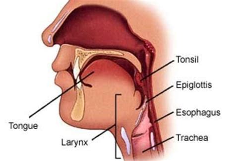 Explain the need of epiglottis in the digestive system - Brainly.in