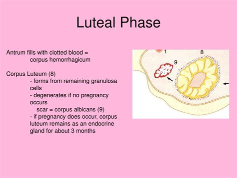 Luteal Phase Discharge at Nancy Sheridan blog