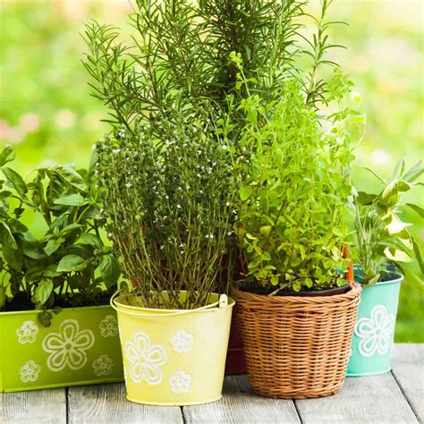 French Herbs Capture The Flavor
