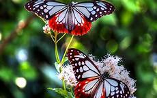 Butterfly Home Screen Nature Wallpaper by Butterfly Flowers Wallpapers Images Butterfly Home Screen Nature Wallpaper