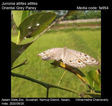 Junonia atlites | Butterfly