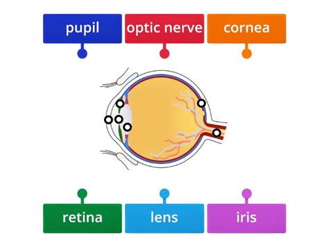 Image result for Visual Inspection Eye Structure Labeled