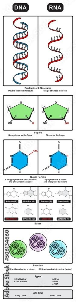 Biology DNA and RNA 的图像结果