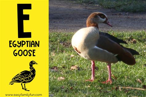 119 Intriguing Animals that Begin with E