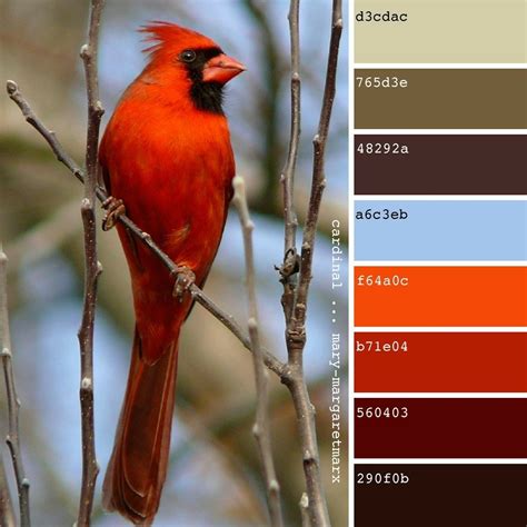 Cardinal | Red colour palette, Red paint colors, Color schemes colour ...